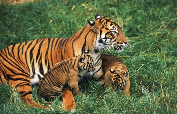 Tigre Sumatra Panthera Tigris Sumatrae Madre Cachorro — Foto de Stock