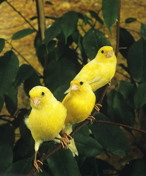 Yellow Canary Serinus Canaria — стокове фото