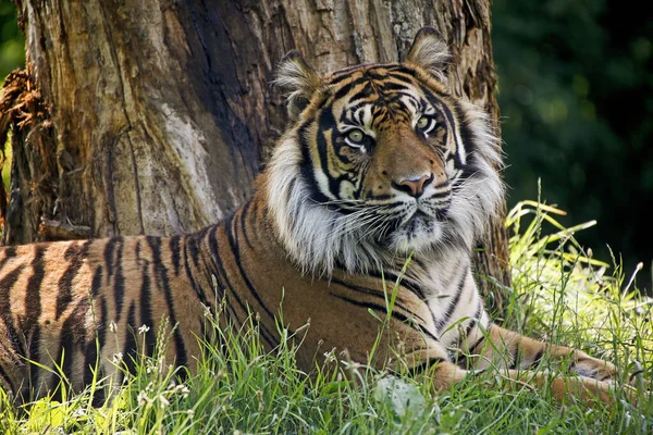 Sumatra Tiger Panthera Tigris Sumatrae Männchen Beim Legen — Stockfoto