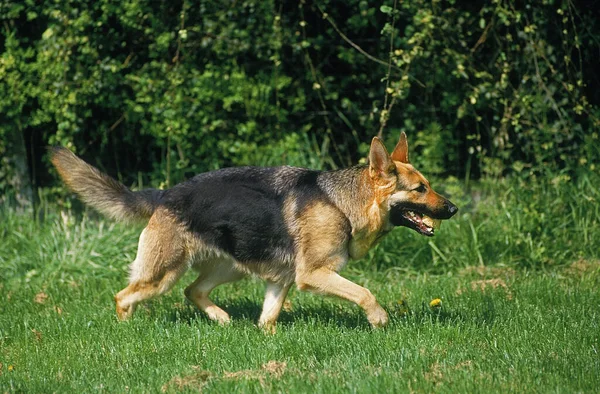 Duitse Herder Hond Natuurlijke Achtergrond — Stockfoto