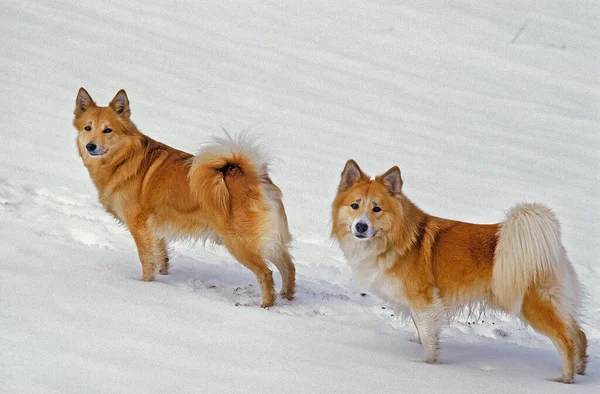 Zlanda Köpeği Zlanda Çoban Köpeği Karda Duran Yetişkinler — Stok fotoğraf