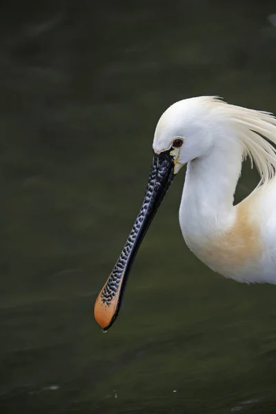 White Spoonbill Platalea Leucorodia Adult — Stock Photo, Image