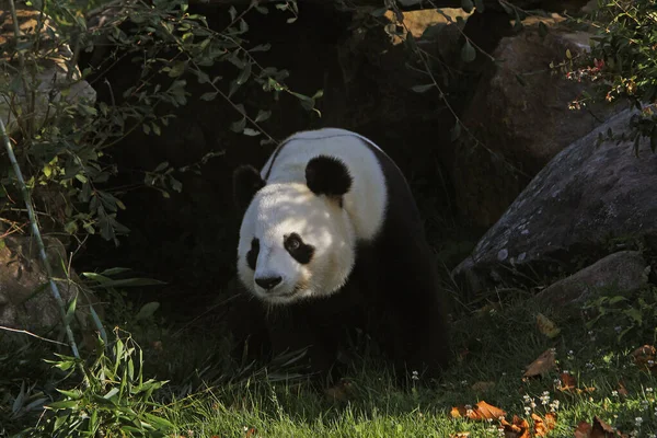 大熊猫 黑斑狼疮 — 图库照片