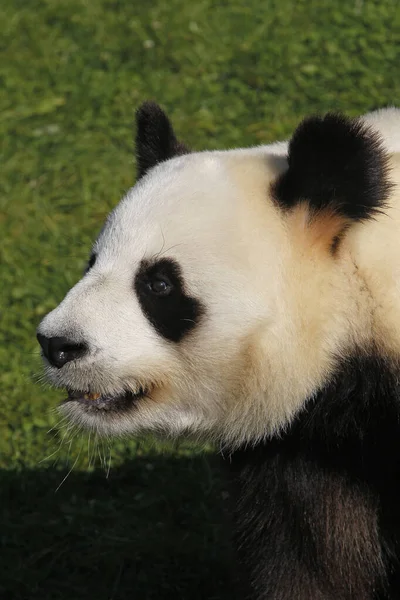 Großer Panda Ailuropoda Melanoleuca Porträt Eines Erwachsenen — Stockfoto