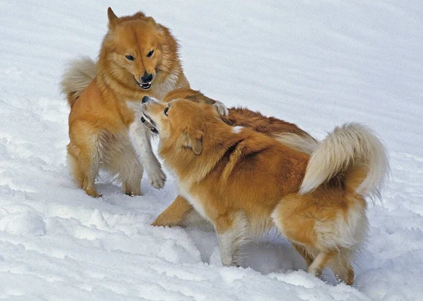 Iceland Dog Icelandic Sheepdog Adults Playing Snow — Stock Photo, Image