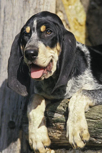 Grande Blue Gasconha Hound — Fotografia de Stock