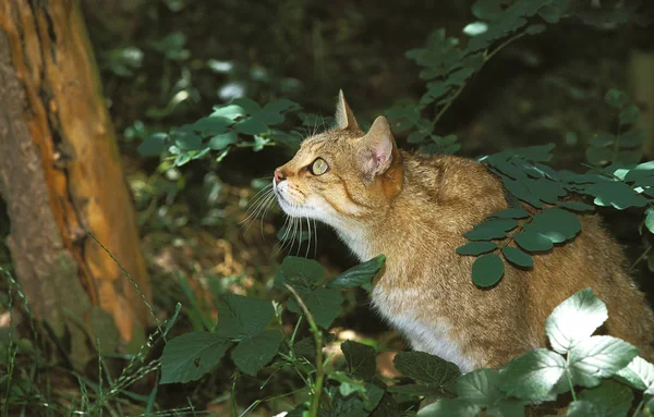 Chat Sauvage D Europe Felis Silvestris Felidae Animal Stock Photo