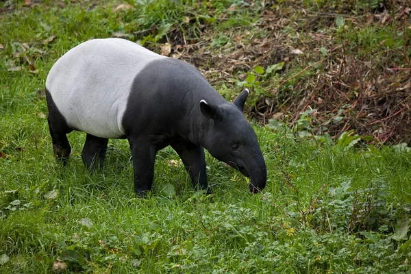 Malayan Tapir, tapirus indicus, Adult — photo, animal - Stock Photo |  #348257742