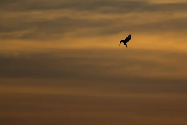 Pied Kingfisher. (Nom scientifique : Ceryle rudis ) — Photo