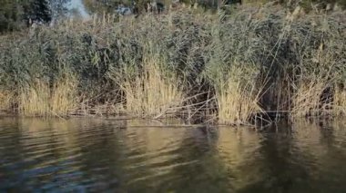 su yoğun bitki örtüsü