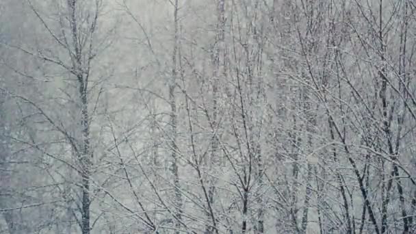 Kar düşen blizzard pul — Stok video