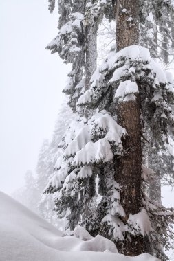 Köknar ağacı kaplı dağ orman kış kar fırtınası, kar ile güzel sisli görünümü