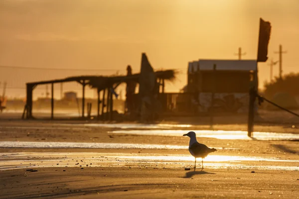 Mouette sur une plage de sable fin au coucher du soleil — Photo