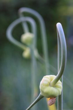 Sevgi ve kıskançlık soyut fikir titreşimli olgun soğan sürgünler