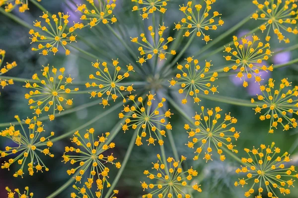 Dill in bloom close-up texture background — Stock Photo, Image