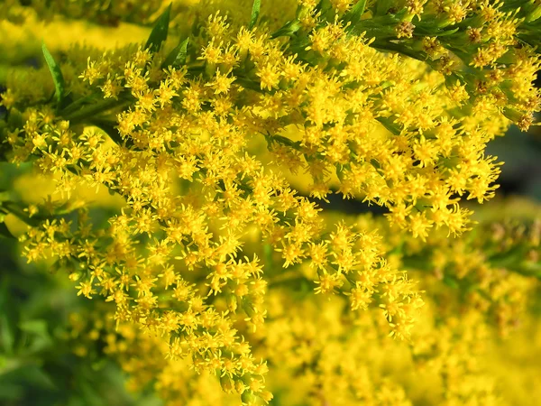 Yellowtop close-up fundo — Fotografia de Stock