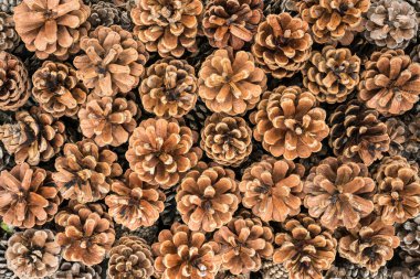 Kurutulmuş çam kozalakları closeup doku arka plan