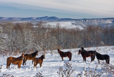 Glade Lago Naki Yaylası Kafkas Dağları'nda, kış ormandaki atları bir grup ile güzel sahne