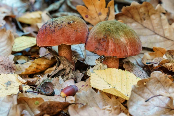 Dois cogumelos comestíveis vibrantes (boleto de Lurid) em folhas de floresta de outono close-up — Fotografia de Stock