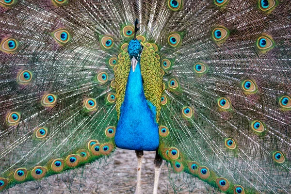 Pavo cristatus macho pavo real cortejo pantalla abanico cola fondo — Foto de Stock