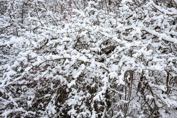 布什树山森林美丽风景关闭视图冬天白雪 — 图库照片