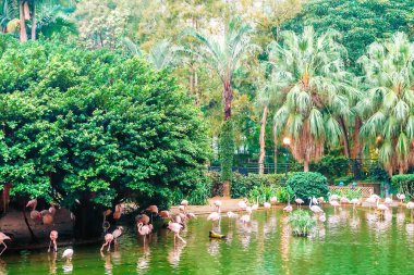 Hong Kong, Çin - 20 Ocak 2016: Kowloon Park kentsel bir ortamda yeşil bir vaha, Hong Kong şehrinin çevresindeki doğal manzarayla iyi uyum sağlar. Pembe flamingolar gölde avlanıyor