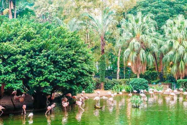 Hong Kong, Çin - 20 Ocak 2016: Kowloon Park kentsel bir ortamda yeşil bir vaha, Hong Kong şehrinin çevresindeki doğal manzarayla iyi uyum sağlar. Pembe flamingolar gölde avlanıyor