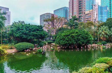Hong Kong, Çin - 20 Ocak 2016: Şehir ortamında yeşil vaha, Kowloon Park Hong Kong şehrinin doğal manzarası ile harmanlandı. Gölette avlanan pembe flamingolar. Şehir simgesi