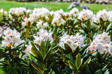 Güneşli bir günde Kafkasya dağlarında açmakta olan Rhododendron Kafkasyumu 'nu kapatın.