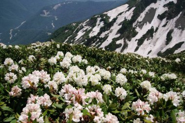 Baharda Kafkas dağlarının güzel manzarası çiçek açan rhododendron, Sochi, Krasnaya Polyana. Rusya