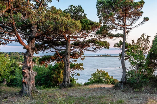 Bolşoy Utriş köyü, Anapa, Rusya 'nın Karadeniz kıyılarının manzarası. Önplanda ardıç ağaçları