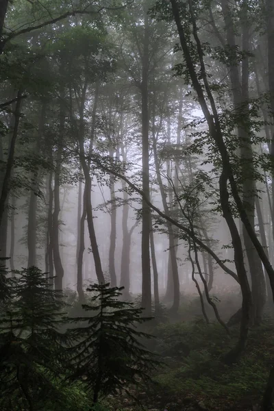 Mystic Green Caucasus Mountain Forest Summer Evening Fog Scenic Vertical — Stock Photo, Image