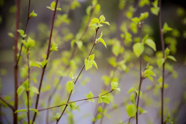 Sürgünler genç yeşil yaprakları ile