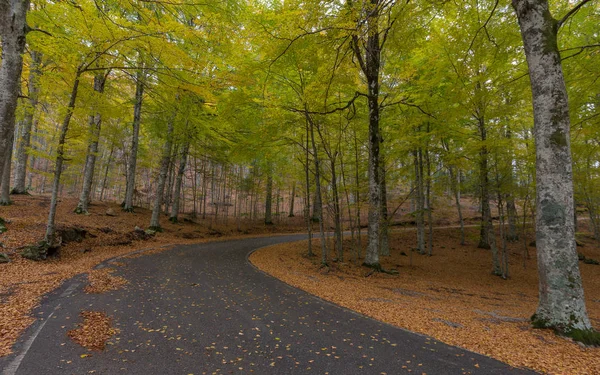 Yol sırasında sonbahar sonbahar kayın ormanı arasında