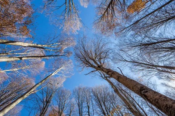 Mavi gökyüzüne yükselen kayın ağaçları