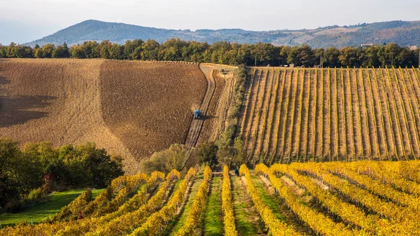 Sonbahar üzüm bağları boyunca tarlayı traktör