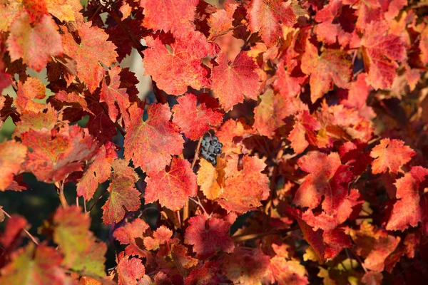 Kırmızı üzüm yapraklarının ortasında küçük bir demet üzüm