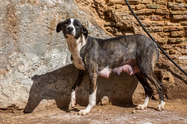 Aç, mutsuz, yeni doğmuş köpek taş bir duvara yakın duruyor