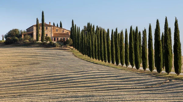 Klasik Tuscan manzara: selvi ağaçları arasından geçen sabah güneş ışığı çizgili sürülmüş alan boyar