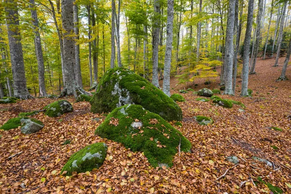 Sonbahar kayın ormanın içinde güzel yosun kaplı kayalar