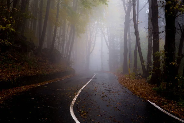A estrada nebulosa na floresta de faia outono após a chuva — Fotografia de Stock
