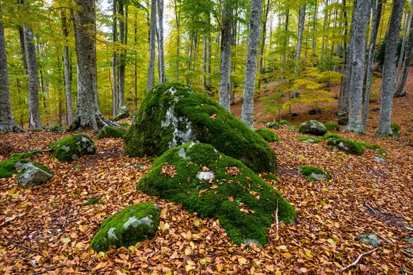Güzel yosun kaplı kayalar sonbahar kayın ormanında (başka bir bakış açısı)