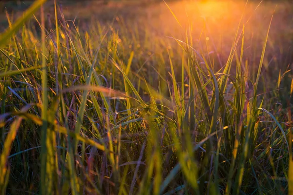 Los rayos del sol poniente brillando a través de la hierba de otoño — Foto de Stock