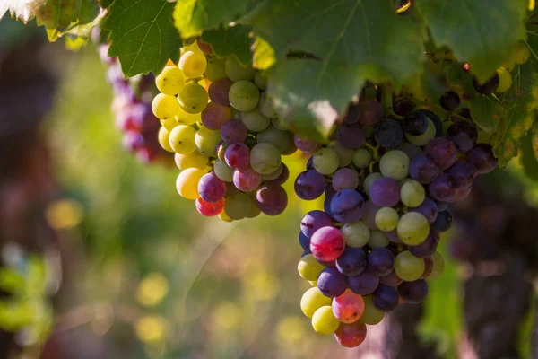 Sulu üzüm demet dal sonbahar günbatımı ışınları altında olgunlaşır
