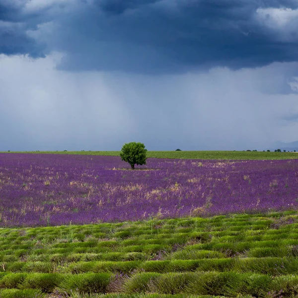 Yalnız ağaç altındaki fırtına bulutları lavanta alanında