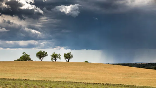 Ağaç alanında yaklaşan fırtına ile