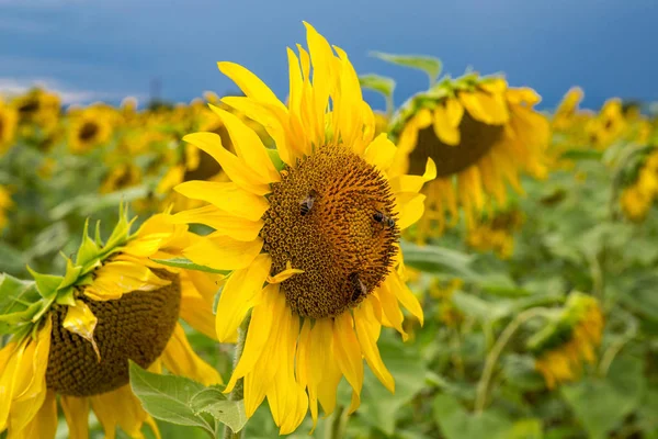 Ayçiçeği alanında oturup Yaban arıları ile ayçiçeği
