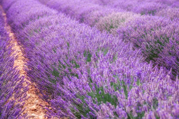 Yaz Provence alanında parlak ve yumuşak lavanta