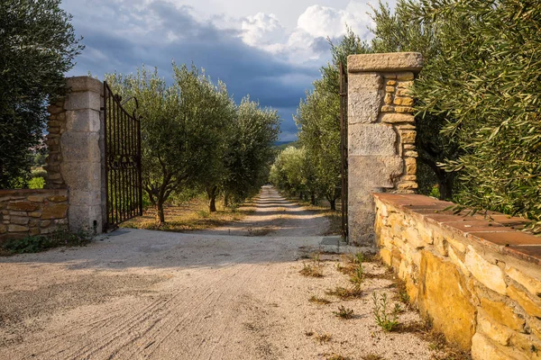 Ferforje kapılar ve bir zeytin grove bir toprak yol ile eski taş sütunlar