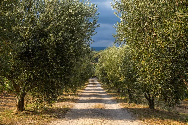 Ayar güneş zeytin ağaçları ve kirli bir yolun derin zeytin ağaçlarıyla gidiş tarafından aydınlatılmış.